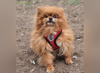 Das Leben von Flame war schwer