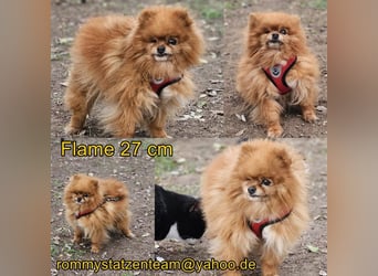 Das Leben von Flame war schwer