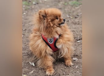 Das Leben von Flame war schwer