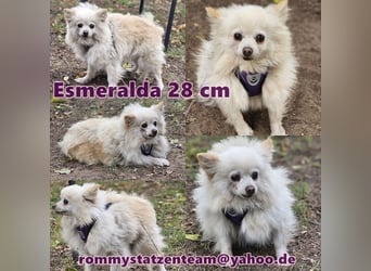 Esmeralda sucht ein geduldiges Zuhause