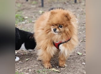 Das Leben von Flame war schwer