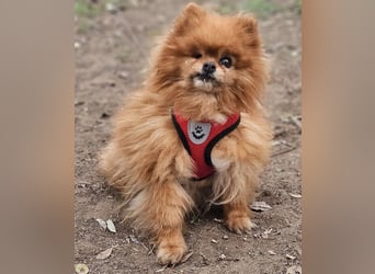 Das Leben von Flame war schwer