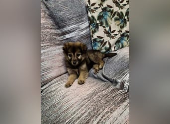 Pomeranian Mix Erato - kleine Zaubermaus