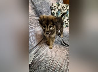 Pomeranian Mix Erato - kleine Zaubermaus