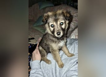 Pomeranian Mix Erato - kleine Zaubermaus