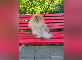 Ruhiges Zuhause für Jasmin gesucht