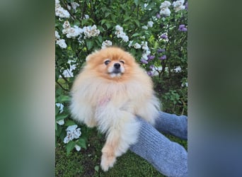 Ruhiges Zuhause für Jasmin gesucht