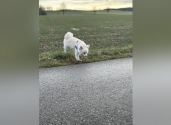 Canidae Pomeranian Fuxenia 