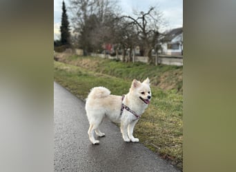 Canidae Pomeranian Fuxenia 