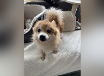 LEXI - kleine Seniorenhündin