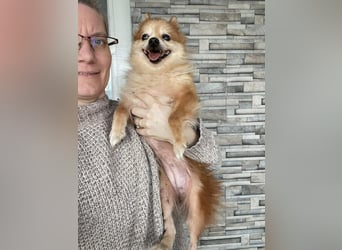 LEXI - kleine Seniorenhündin