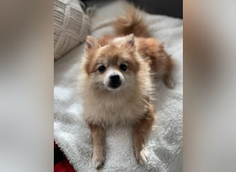 LEXI - kleine Seniorenhündin