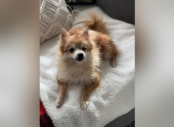 LEXI - kleine Seniorenhündin