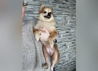 LEXI - kleine Seniorenhündin