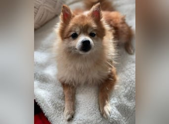 LEXI - kleine Seniorenhündin