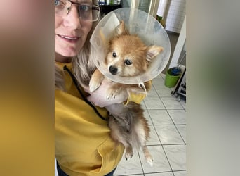 LEXI - kleine Seniorenhündin