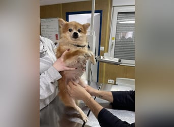 LEXI - kleine Seniorenhündin