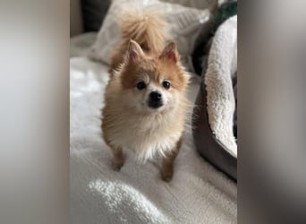 LEXI - kleine Seniorenhündin