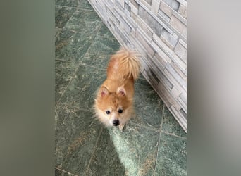 LEXI - kleine Seniorenhündin