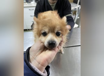 LEXI - kleine Seniorenhündin