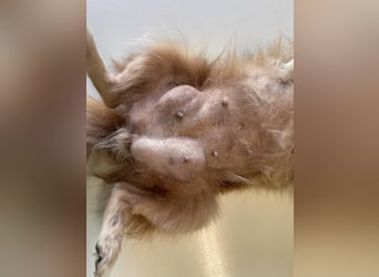 LEXI - kleine Seniorenhündin