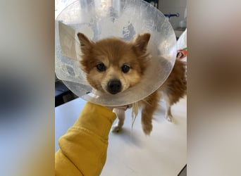 LEXI - kleine Seniorenhündin