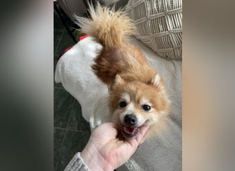 LEXI - kleine Seniorenhündin