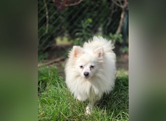 Kleiner Pomeranian Rüde Teddy sucht ein Zuhause