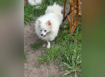 Kleiner Pomeranian Rüde Teddy sucht ein Zuhause