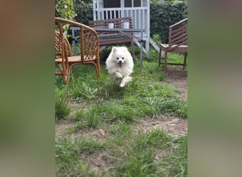 Kleiner Pomeranian Rüde Teddy sucht ein Zuhause