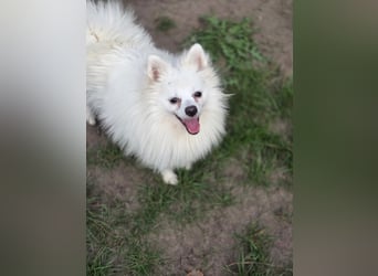 Kleiner Pomeranian Rüde Teddy sucht ein Zuhause