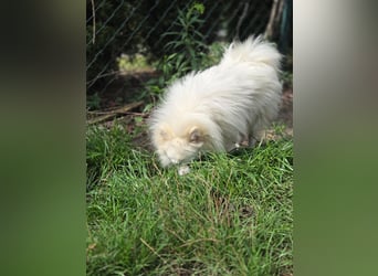 Kleiner Pomeranian Rüde Teddy sucht ein Zuhause