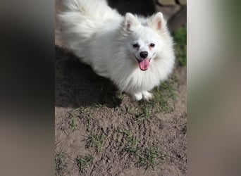 Kleiner Pomeranian Rüde Teddy sucht ein Zuhause