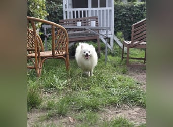 Kleiner Pomeranian Rüde Teddy sucht ein Zuhause