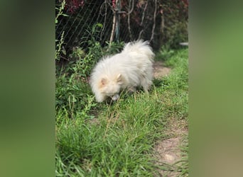 Kleiner Pomeranian Rüde Teddy sucht ein Zuhause