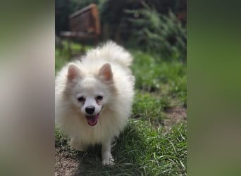 Kleiner Pomeranian Rüde Teddy sucht ein Zuhause