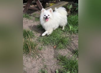 Kleiner Pomeranian Rüde Teddy sucht ein Zuhause