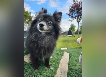COCO ❤️ einfach ein Schatz, Pflegefamilie Bochum
