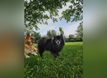 COCO ❤️ einfach ein Schatz, Pflegefamilie Bochum