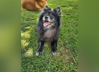 COCO ❤️ einfach ein Schatz, Pflegefamilie Bochum