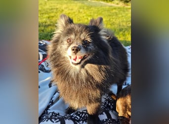 COCO ❤️ einfach ein Schatz, Pflegefamilie Bochum