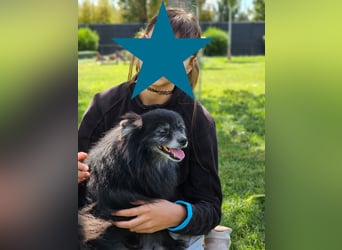 COCO ❤️ einfach ein Schatz, Pflegefamilie Bochum