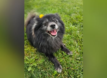 COCO ❤️ einfach ein Schatz, Pflegefamilie Bochum