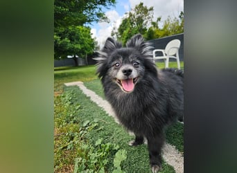 COCO ❤️ einfach ein Schatz, Pflegefamilie Bochum
