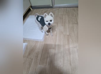 Yun, tapferer kleiner Hundemann