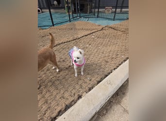 Yun, tapferer kleiner Hundemann