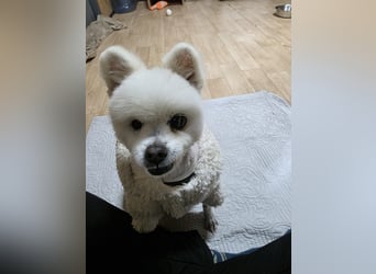 Yun, tapferer kleiner Hundemann