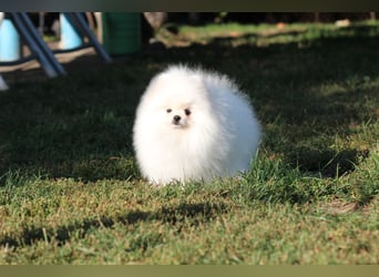 Zwergspitze mit Herz und Stammbaum von einer erfahrenen Züchterin mit 35 Jahren Erfahrung