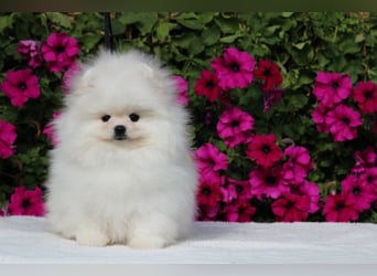 Zwergspitze mit Herz und Stammbaum von einer erfahrenen Züchterin mit 35 Jahren Erfahrung