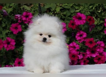 Zwergspitze mit Herz und Stammbaum von einer erfahrenen Züchterin mit 35 Jahren Erfahrung